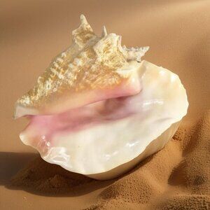 Large VTG Natural Queen Conch Pink Shell USA Beach Queen 10" x6" 3lbs